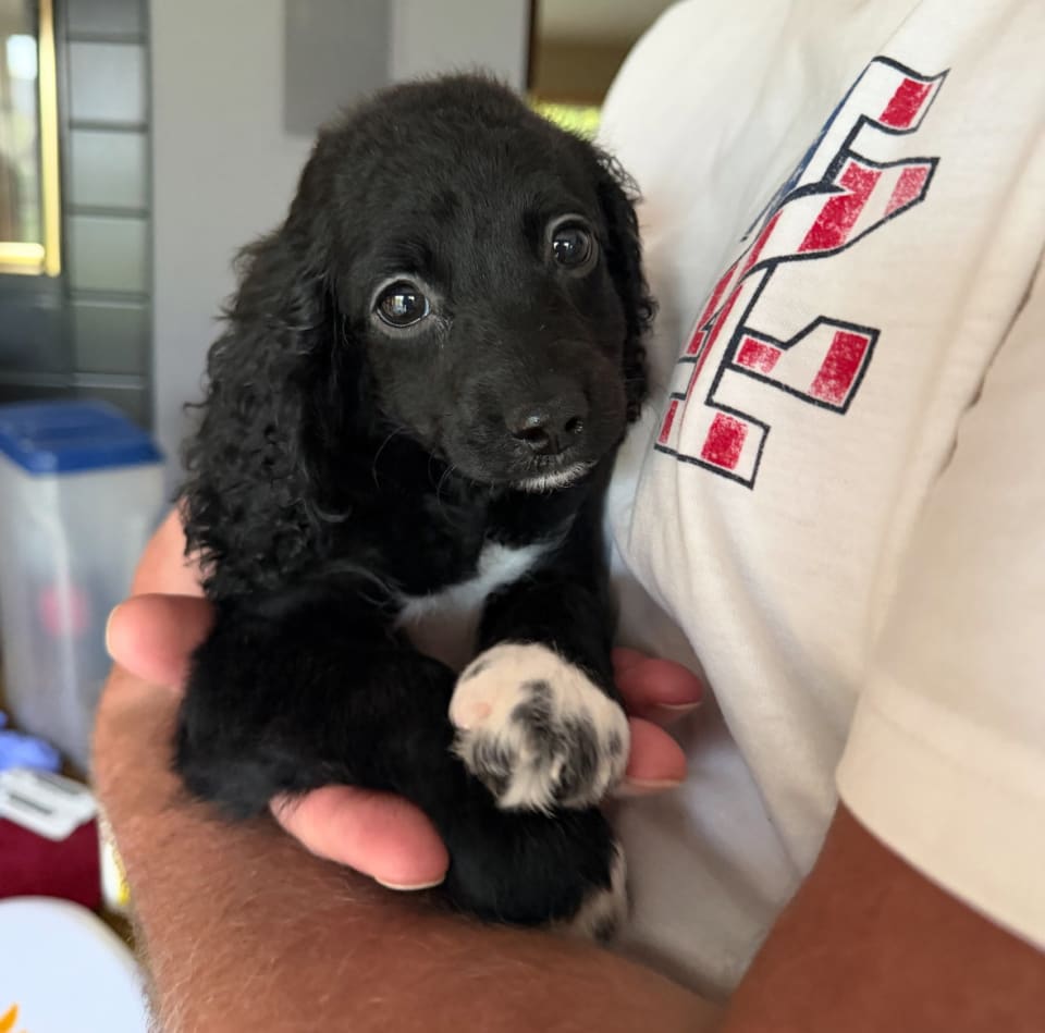 Photo of Oreo