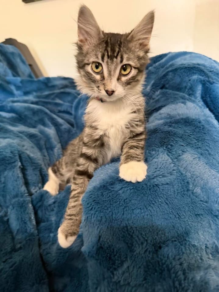 Photo of Snickers