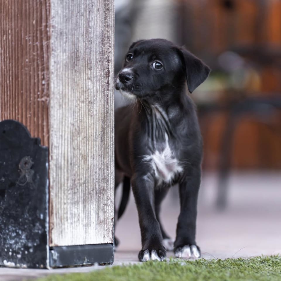 Photo of Dancer Pup - Samba - Adopted!