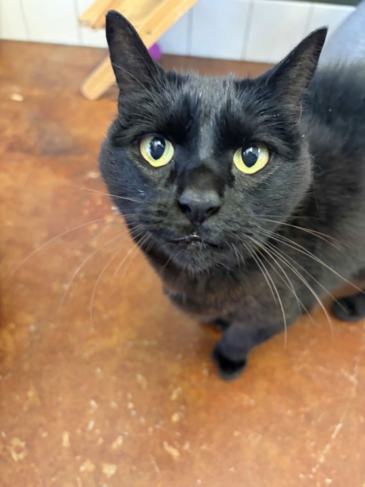 Photo of Nahla