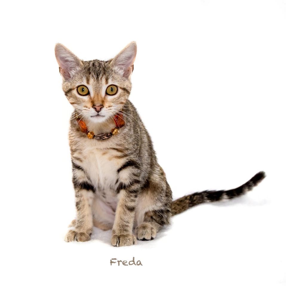 Photo of Freda