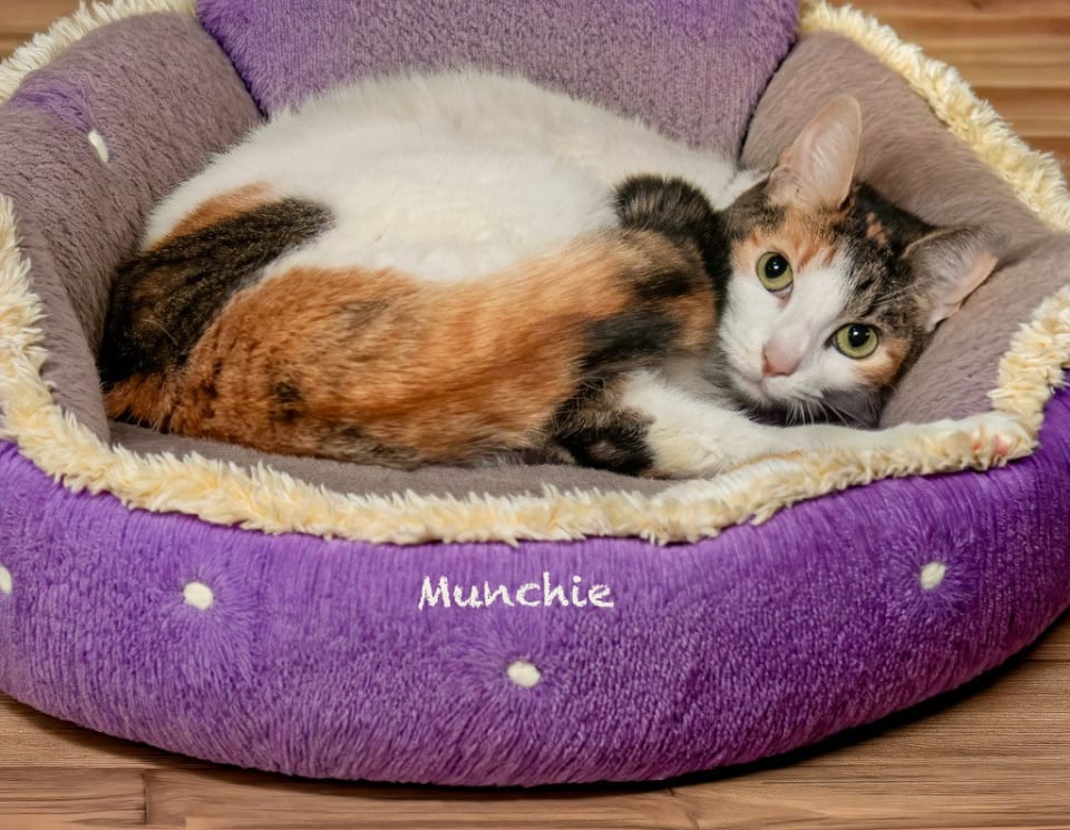 Photo of Munchie