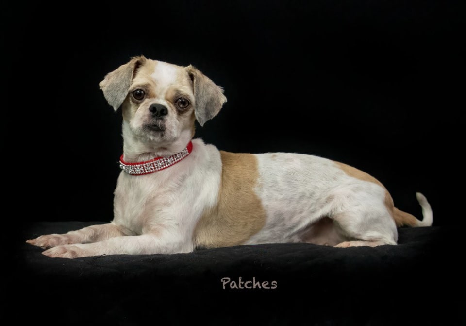 Photo of Patches