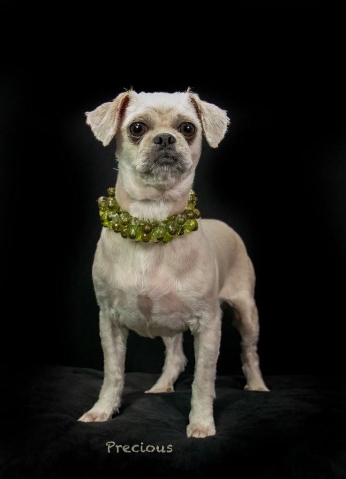 Photo of Precious
