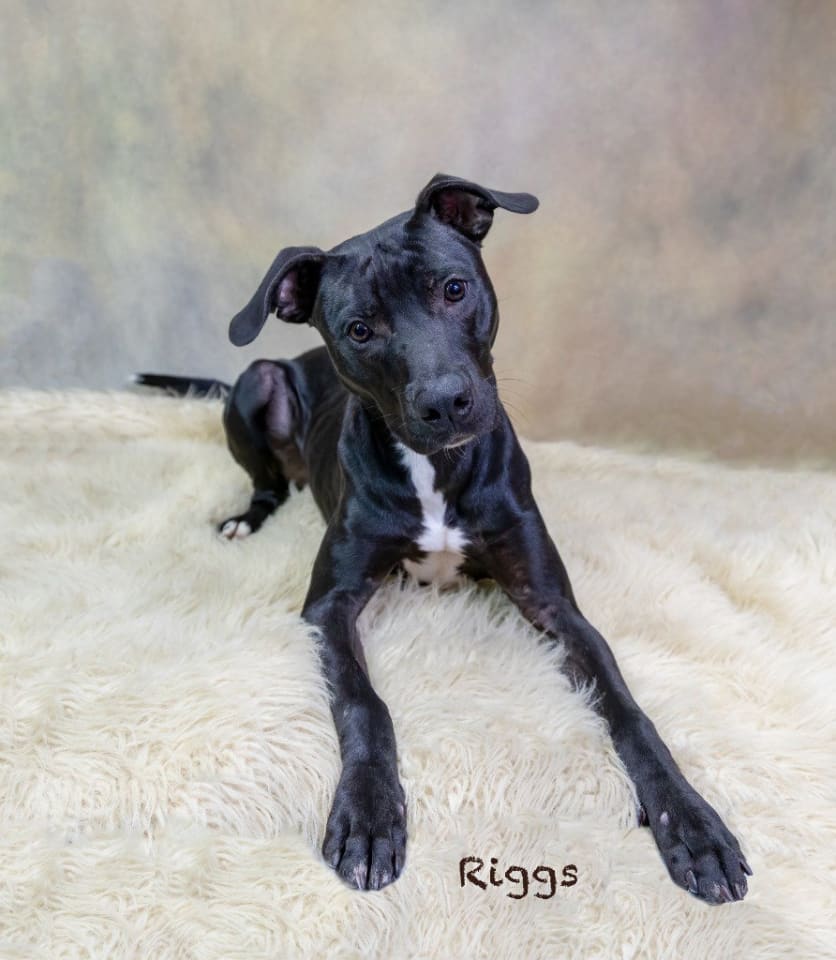 Photo of Riggs