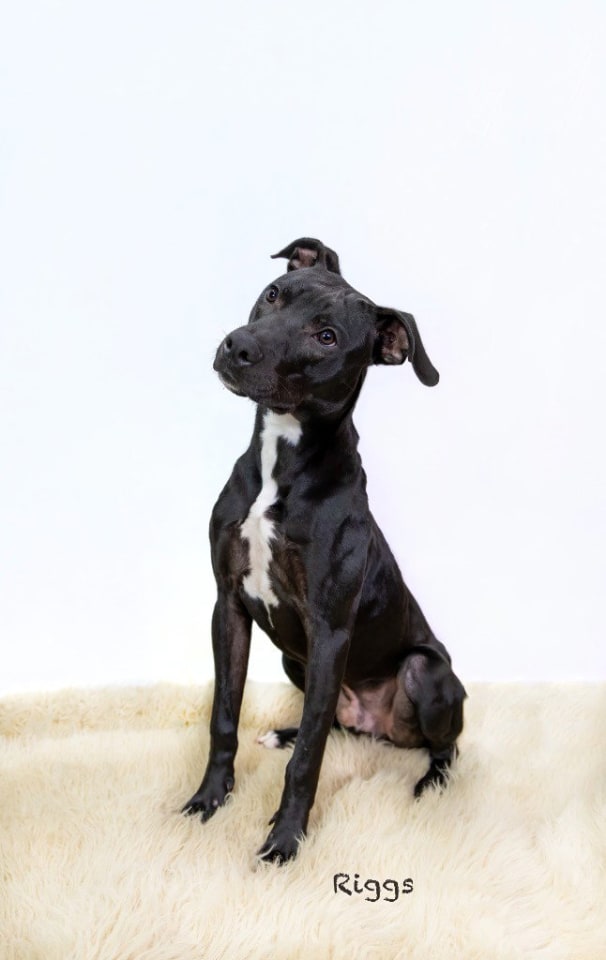 Photo of Riggs