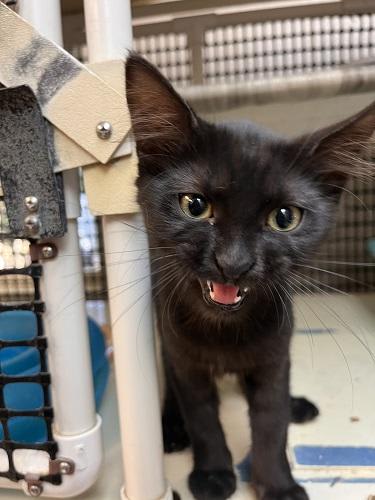 Photo of Kitten 27717 (Misty)