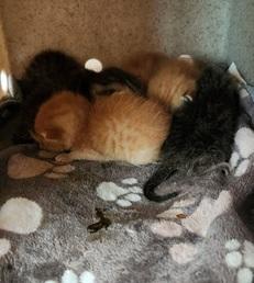 Photo of Kitten 27782 (Minnow)