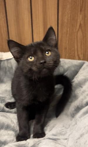 Photo of Kitten 28221 (Teddy)