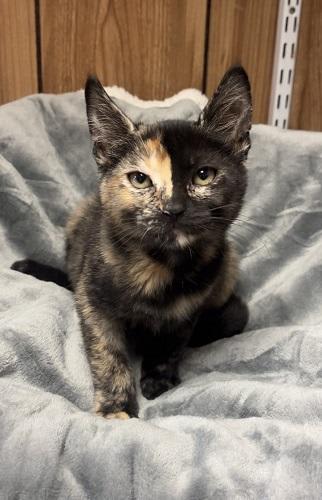 Photo of Kitten 28222 (Kiki)