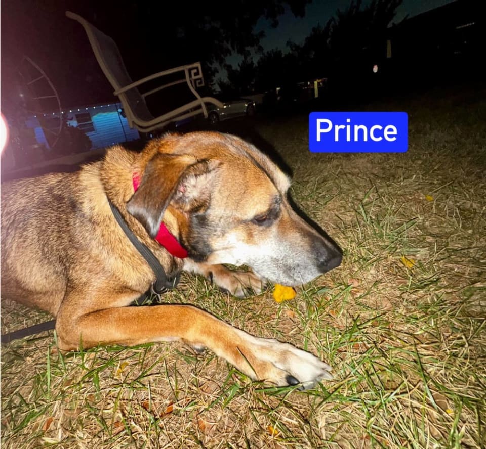 Photo of Prince