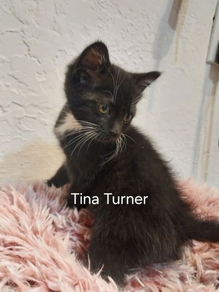 Photo of Tina Turner