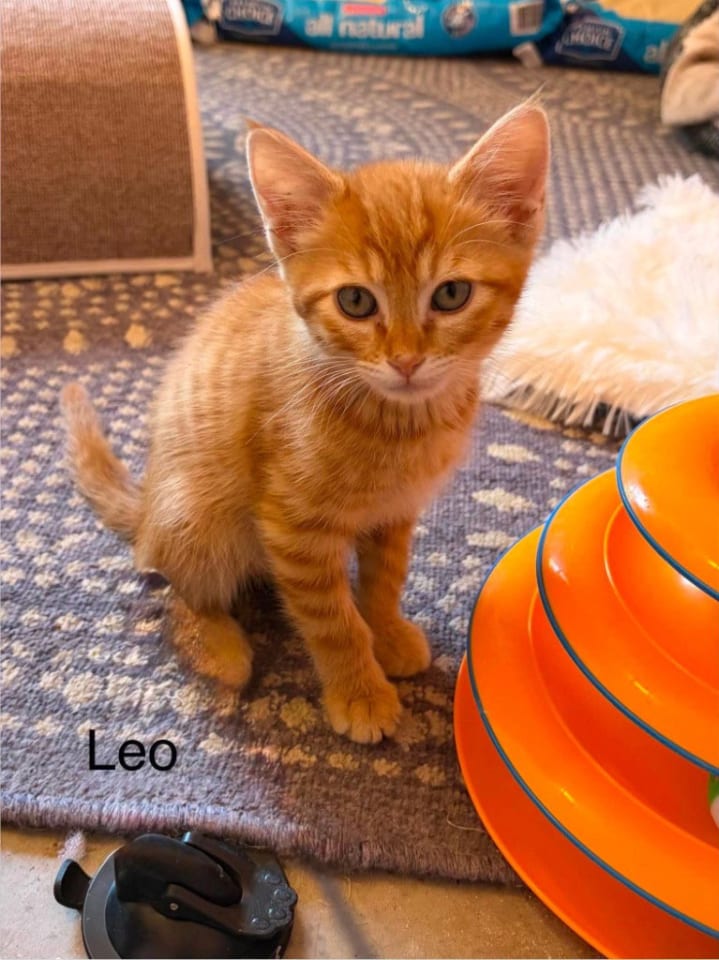 Photo of Leo