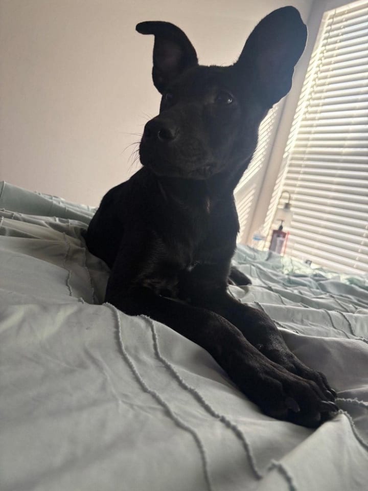Photo of oliver2