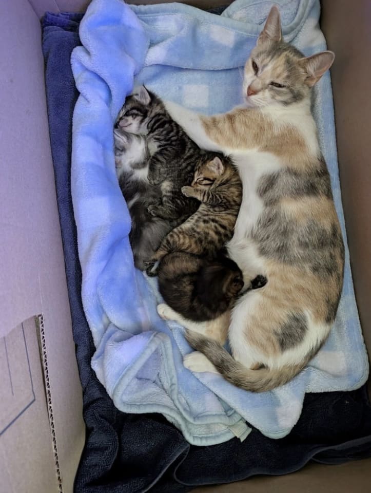 Photo of Moon Kitties : Asaki