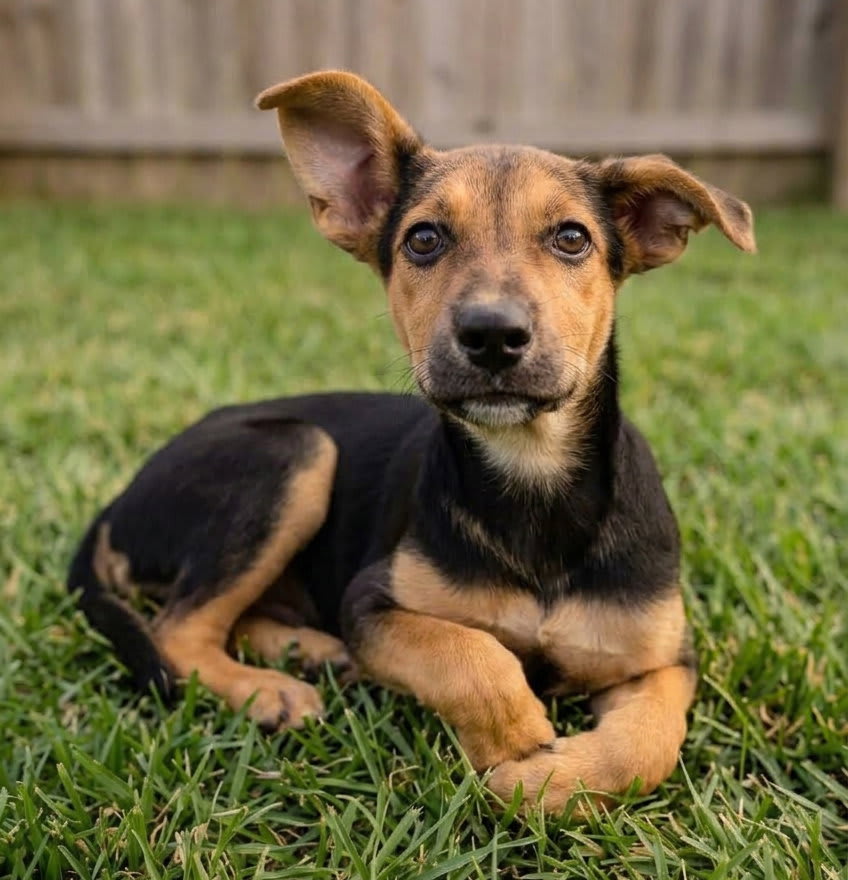 Photo of Juliet - Sponsored Reduced Adoption Fee