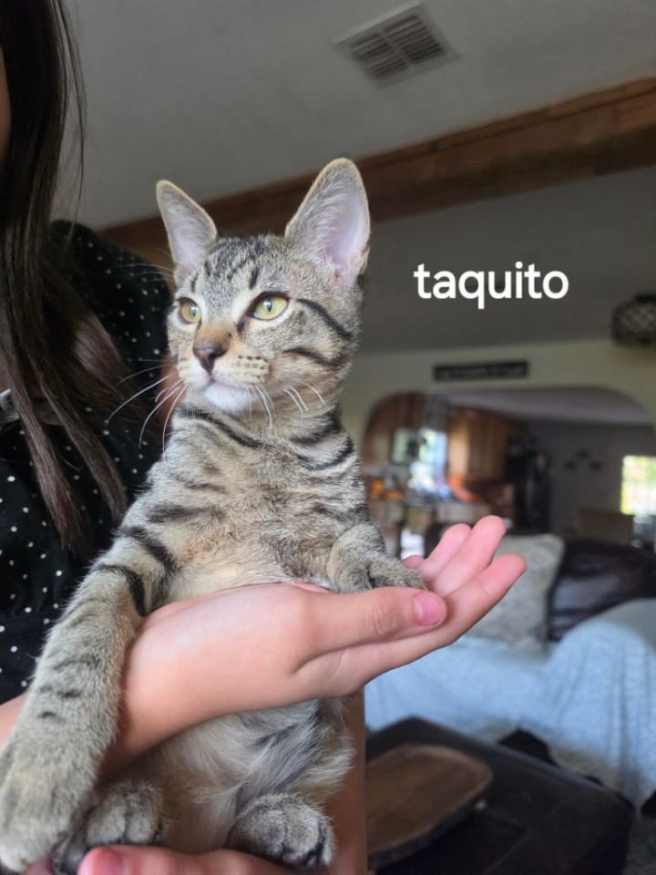 Photo of Taquito