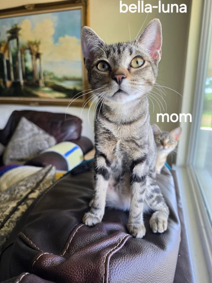 Photo of Bella-Luna