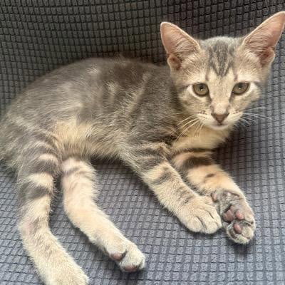Photo of Millie
