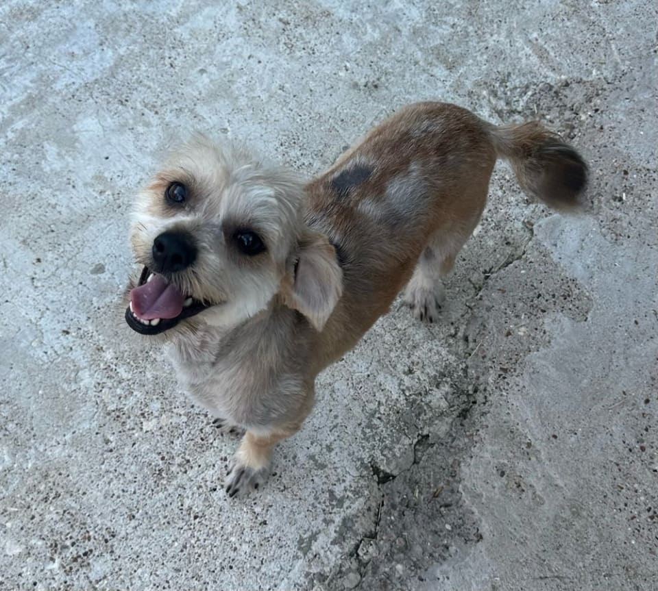 Photo of Milo
