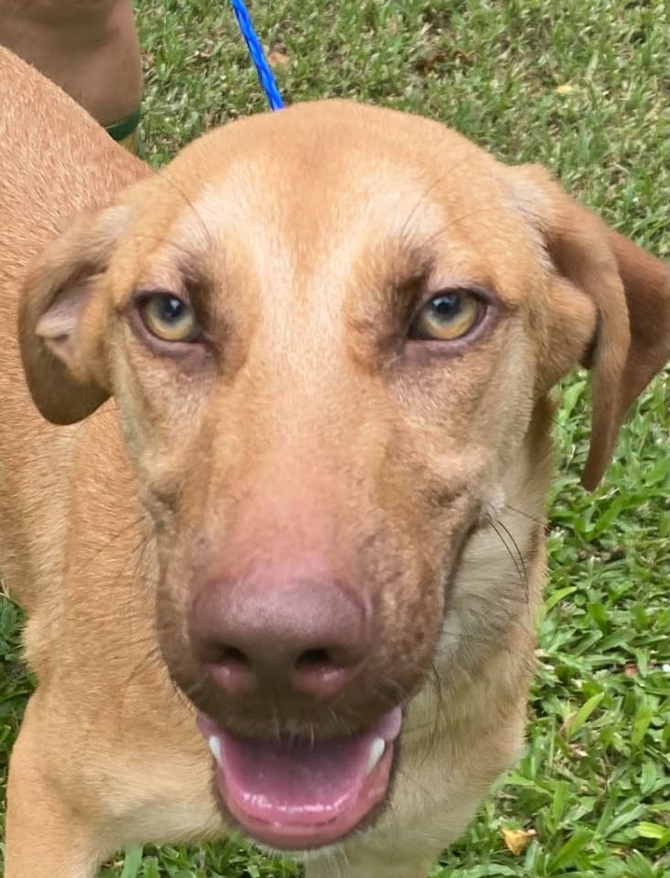 Photo of Beaux