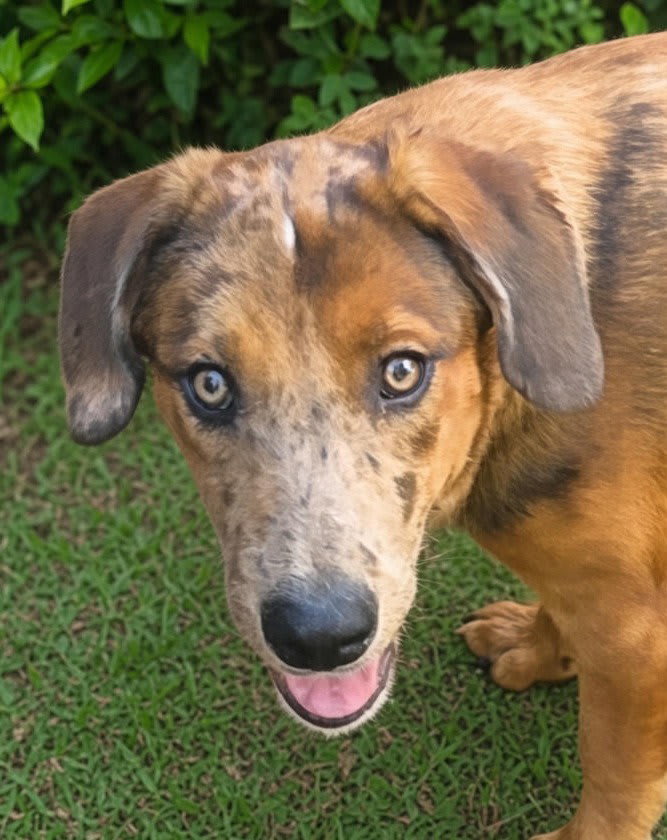 Photo of Cherokee
