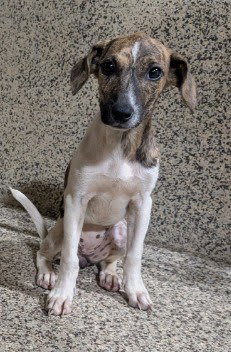 Photo of Dixie