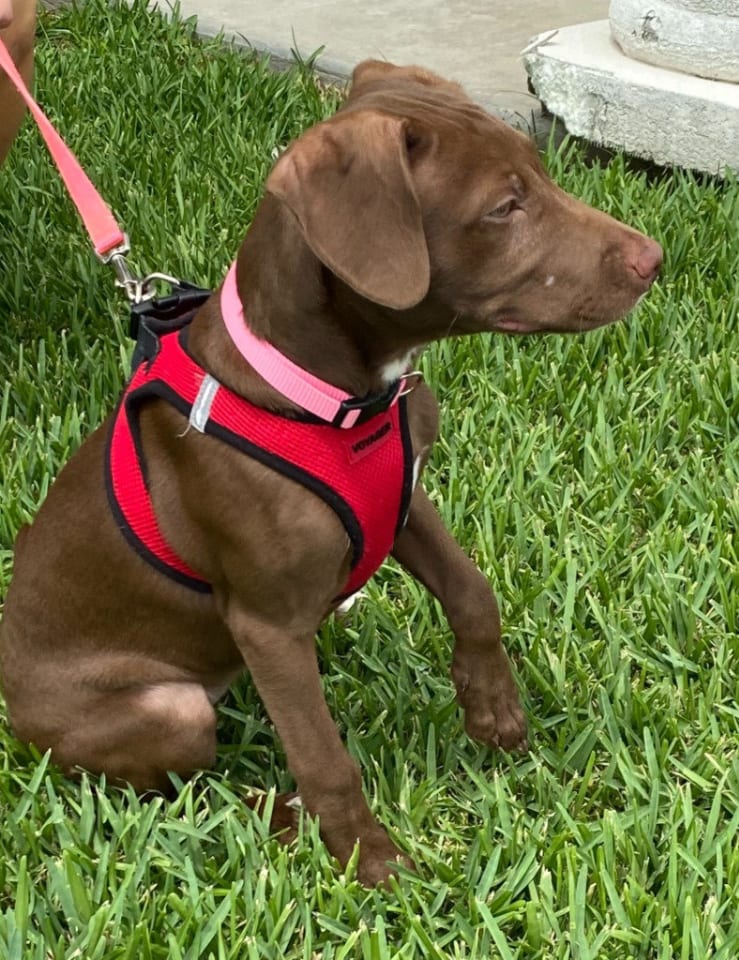 Photo of Junie