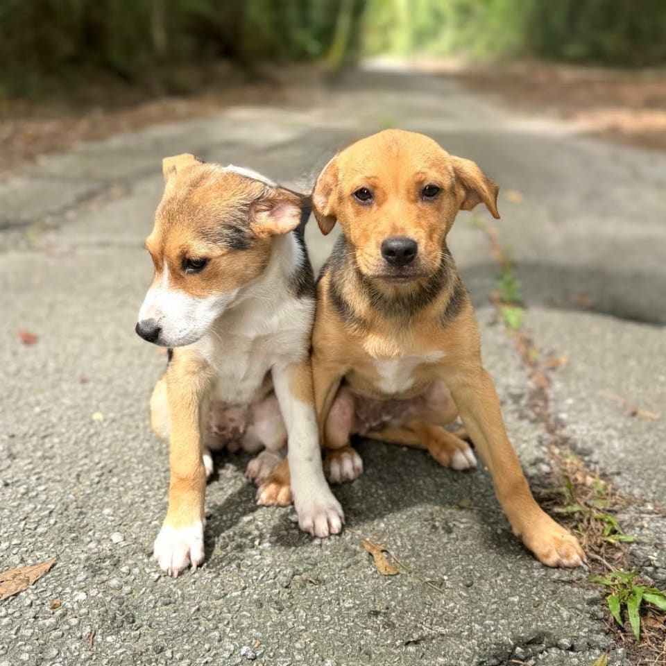 Photo of Nova