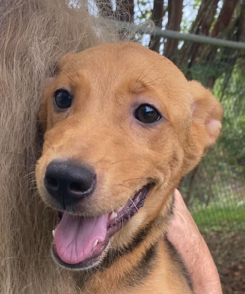 Photo of Nova