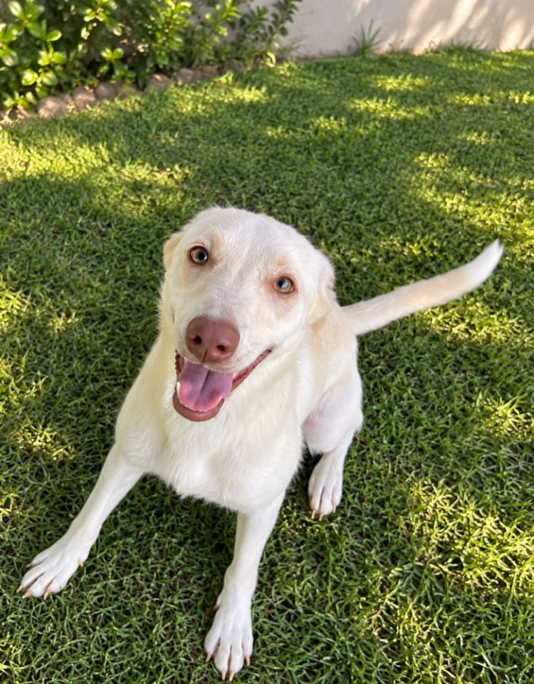 Photo of Pearl (Lebanon) - nt