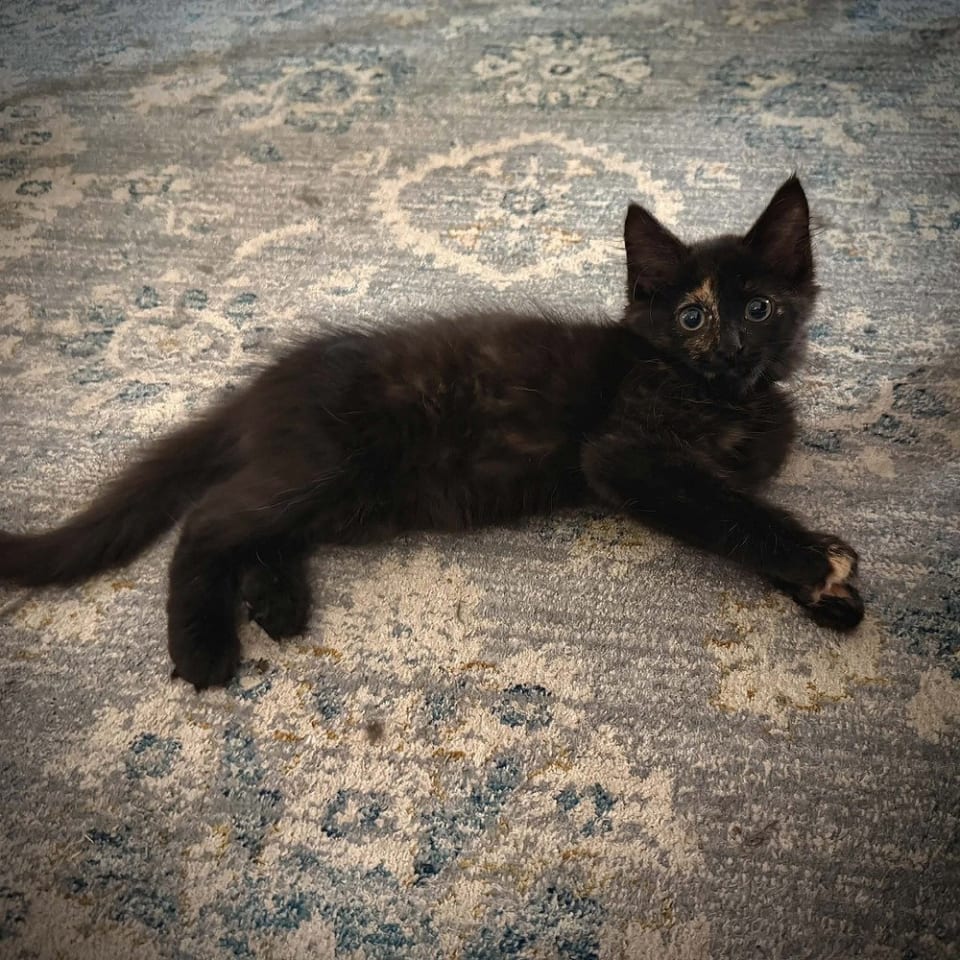 Photo of Zallia