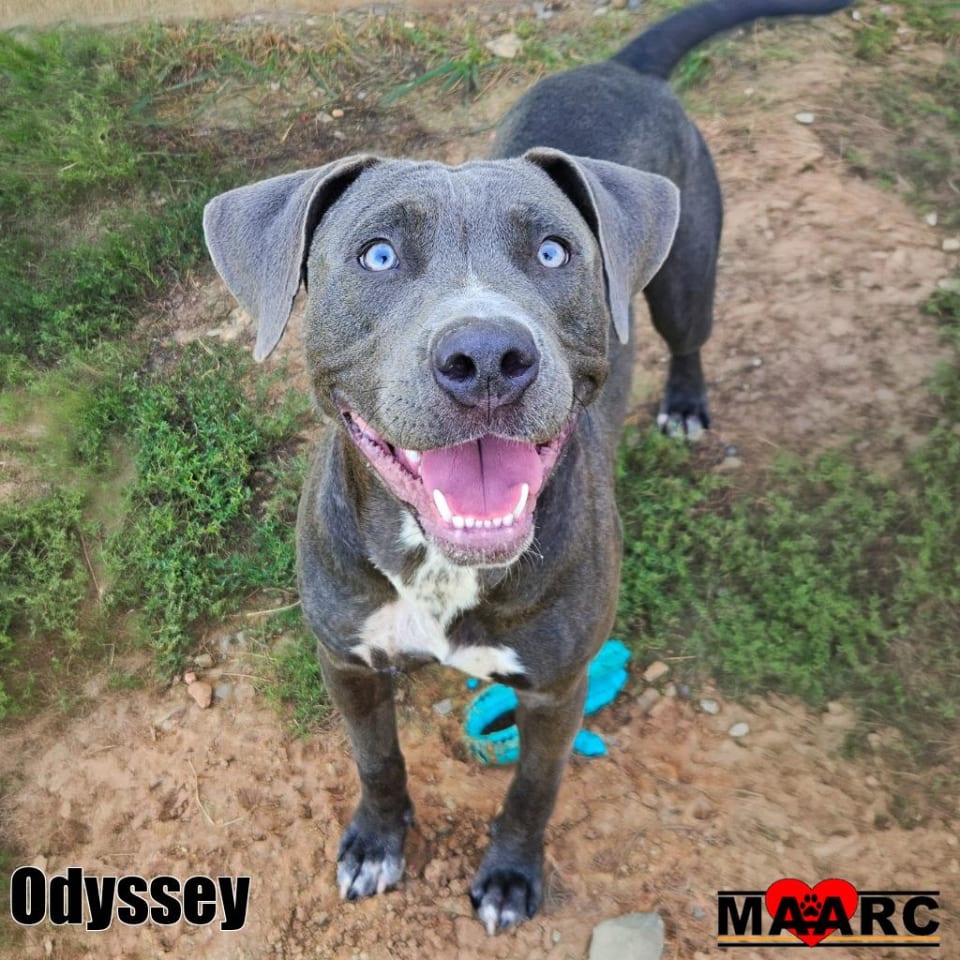 Photo of Odyssey