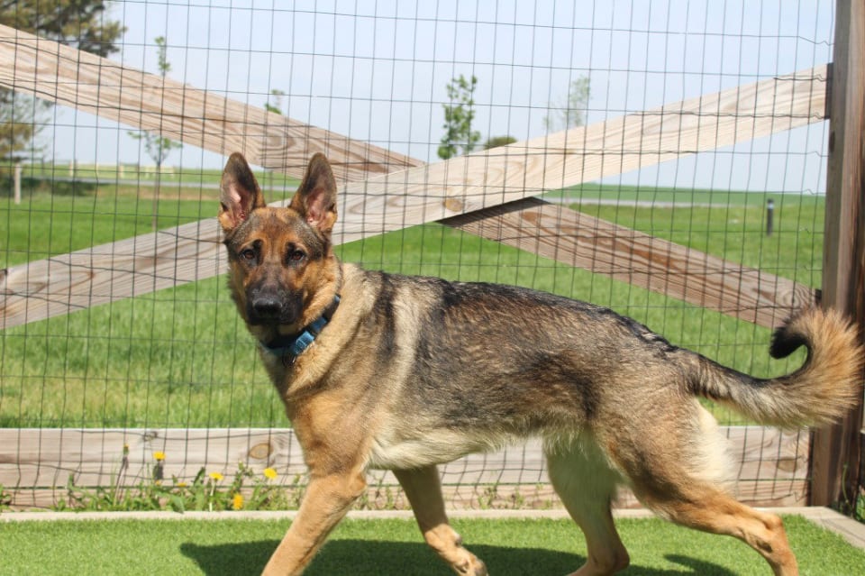 Photo of Indy
