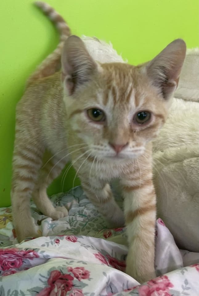 Photo of Evander
