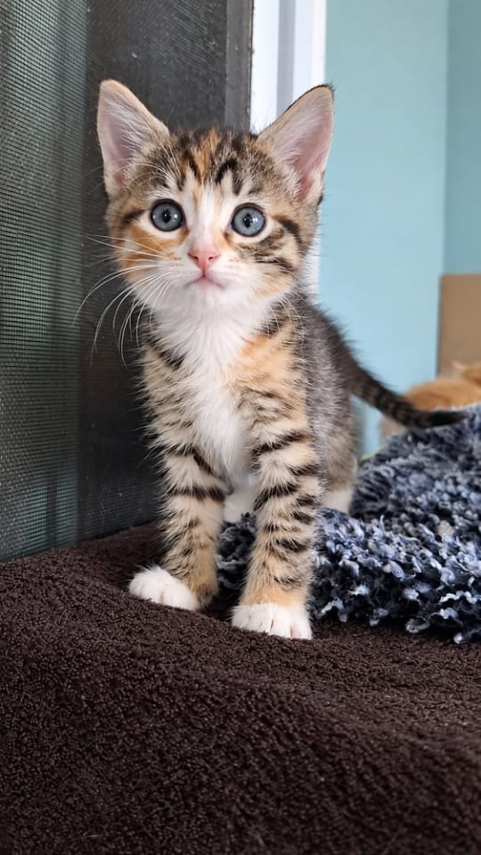 Photo of Cadbury