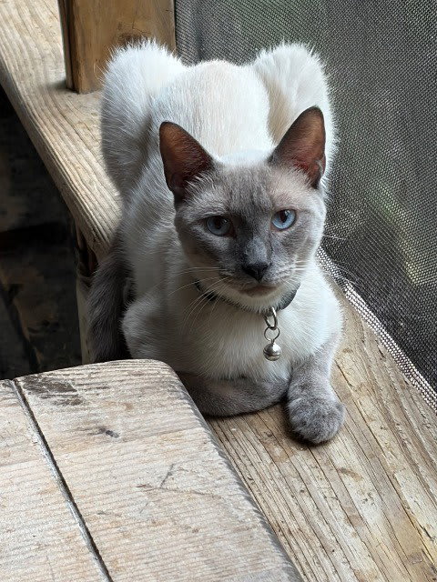 Photo of Bahbi