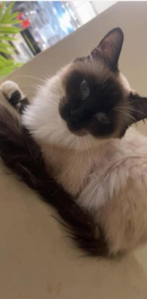 Photo of Mocha