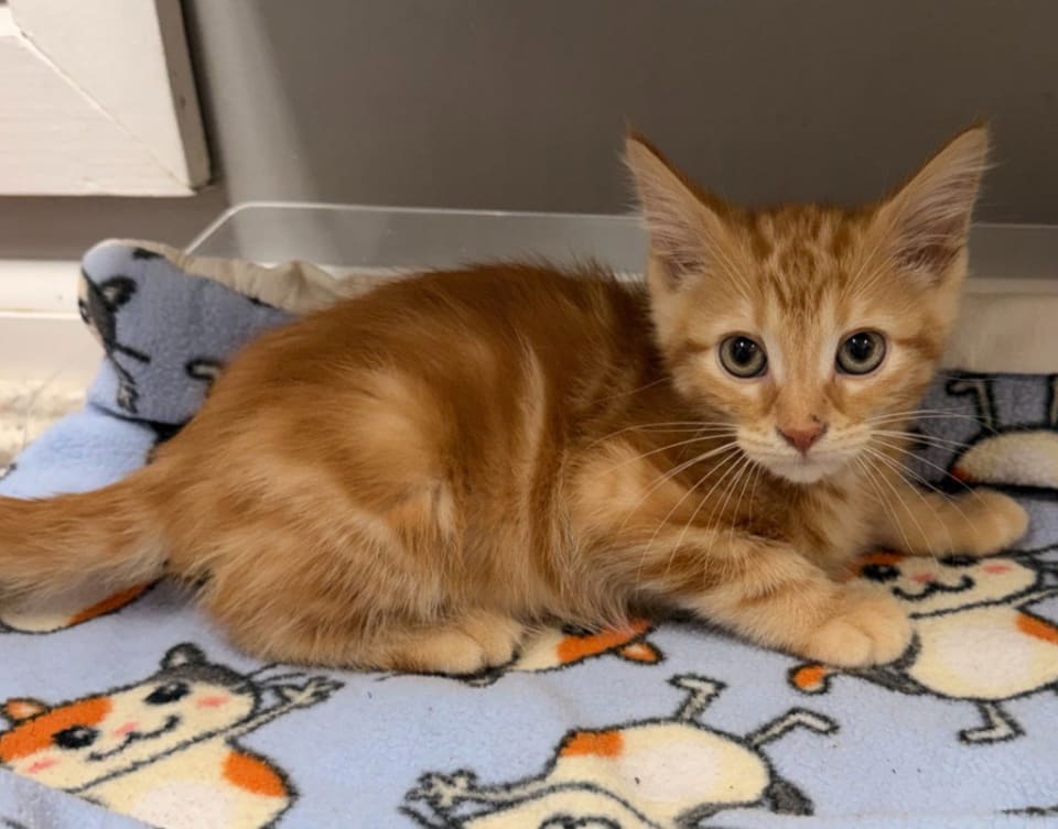 Photo of Nashville "Nash" * IN FOSTER
