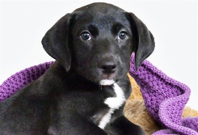 Photo of VIOLET