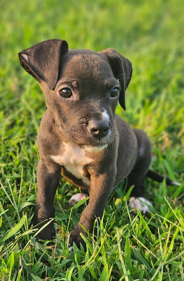 Photo of Beau