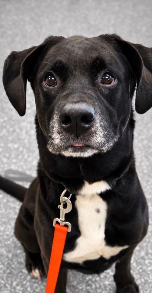 Photo of Baxter