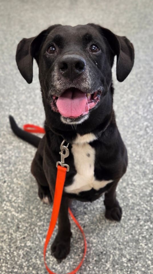 Photo of Baxter