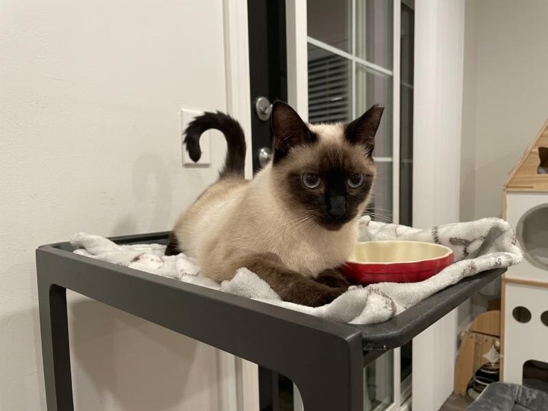 Photo of Mocha