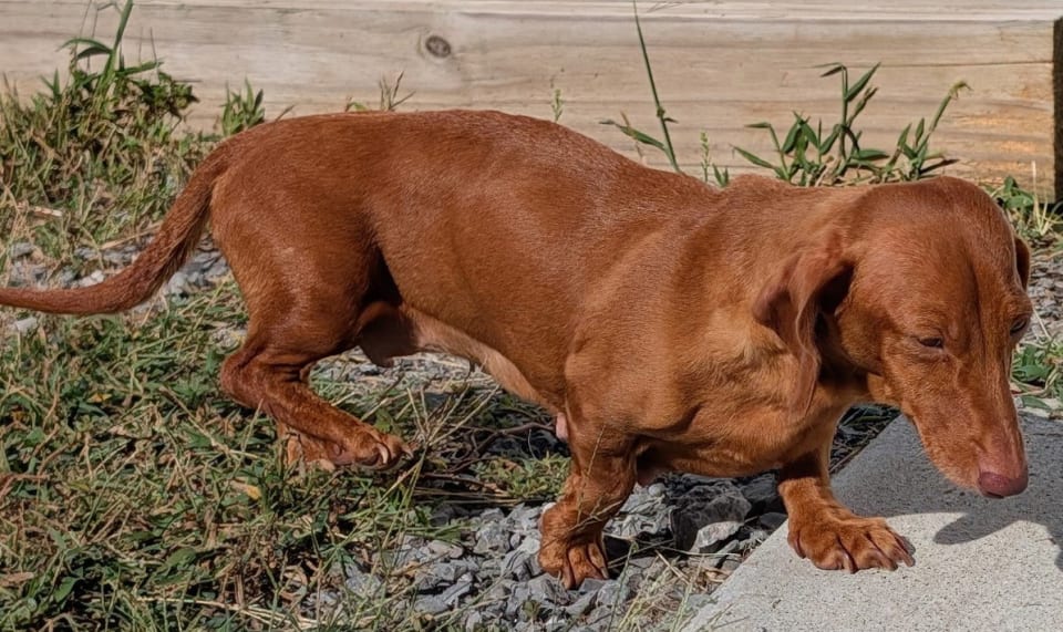 Photo of Rosie in TN