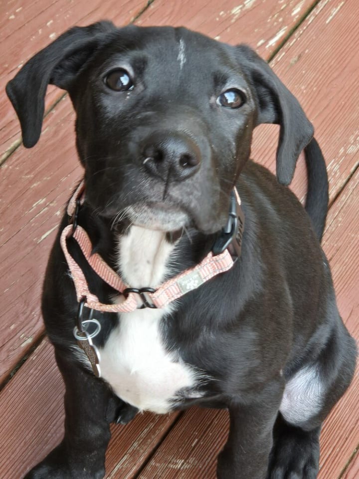 Photo of Pickle