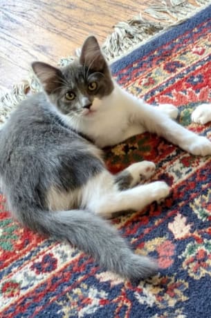 Photo of Bellarina (bonded w/ Henrika)
