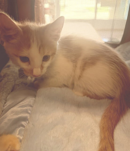 Photo of Cat
