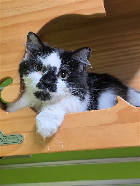 Photo of OREO