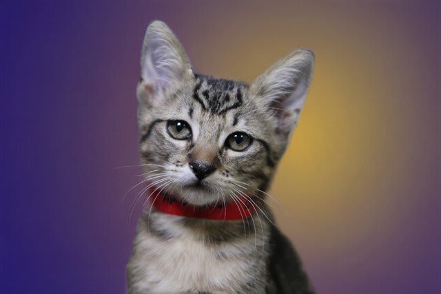Photo of ERIS